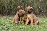 RODESIAN RIDGEBACK 194